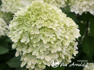 Hortenzija šluotelinė ,Little Alf' (lot. Hydrangea paniculata)
